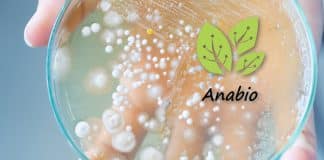 Anabio Technologies Senior Microbiologist