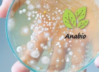 Senior Microbiologist Recruitment @ Anabio Technologies Anabio Technologies Senior Microbiologist