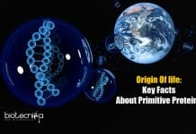 Scientists Explain How Primitive Proteins Could Have Progressed To Form Living Cells protein formation during origin of life