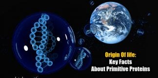 protein formation during origin of life