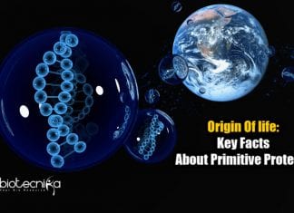 protein formation during origin of life