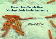 DBT-CDFD Researchers Decode How Mycobacterium tuberculosis Evades Immunity M.tuberculosis Evading Immunity Decoded