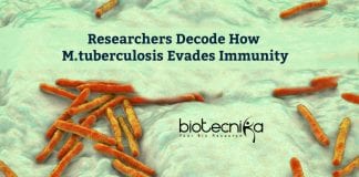 M.tuberculosis Evading Immunity Decoded