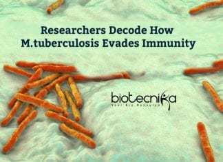 M.tuberculosis Evading Immunity Decoded
