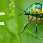 Plants Camouflage Smells To Avoid Being Eaten By Pests Plants Camouflage Odors