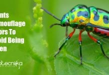 Plants Camouflage Smells To Avoid Being Eaten By Pests Plants Camouflage Odors