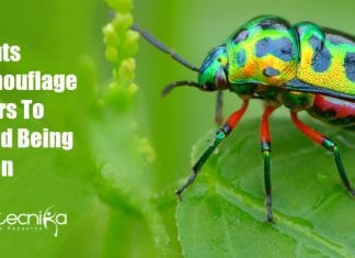 Plants Camouflage Odors