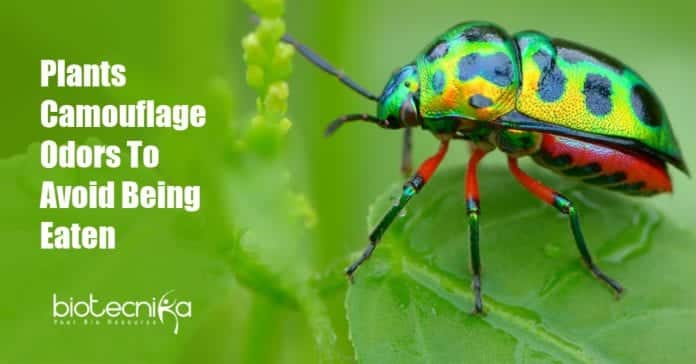 Plants Camouflage Odors