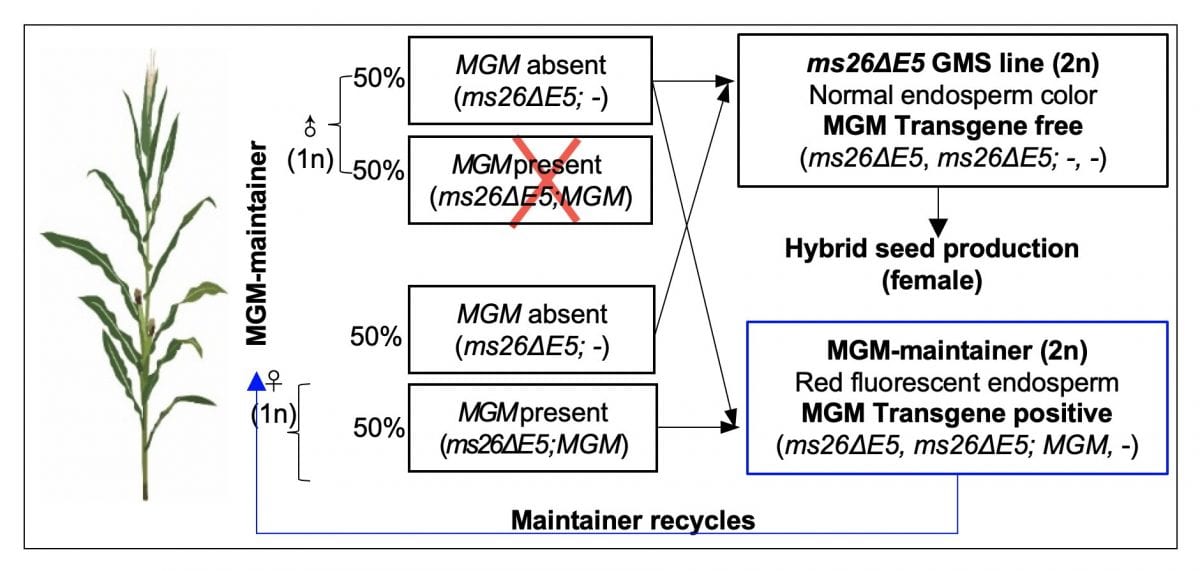 One-step hybrid seed production