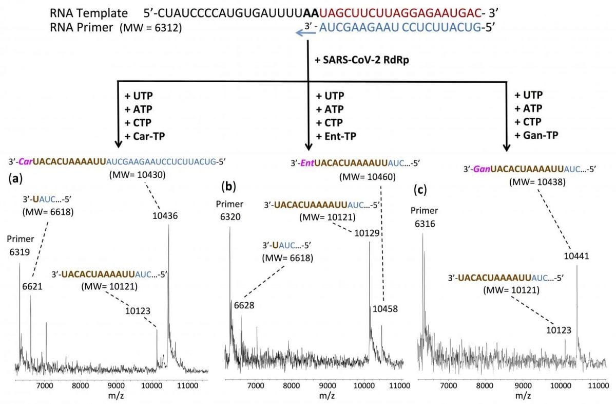 Molecules Shut Down SARS-Cov-2