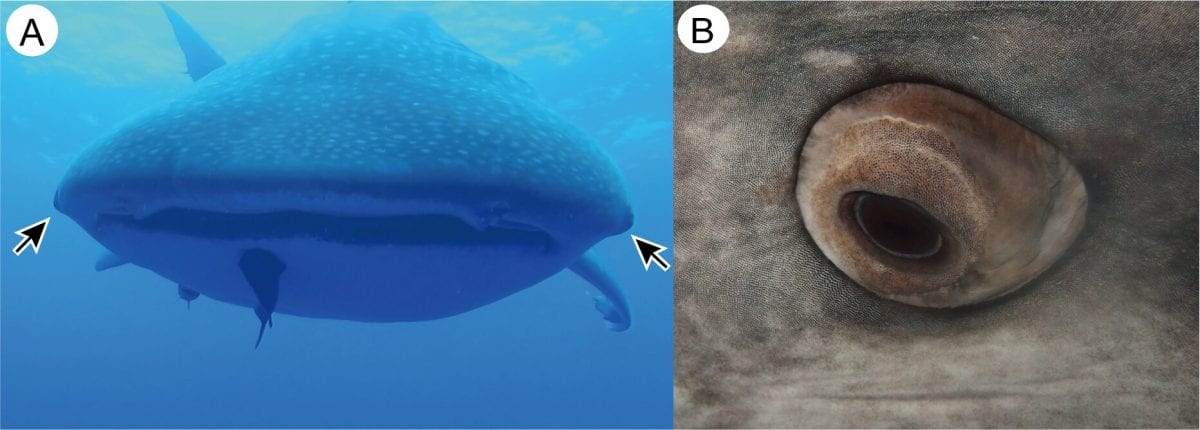 Whale Sharks Have Tiny Teeth around Their Eyeballs