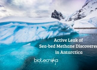 Active Leak of Sea-bed Methane