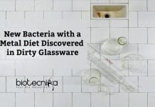 New Bacteria With A Metal Diet Discovered By Caltech Microbiologists Bacteria With A Metal Diet