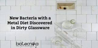 Bacteria With A Metal Diet
