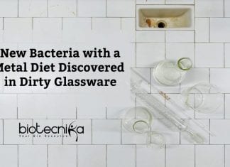 New Bacteria With A Metal Diet Discovered By Caltech Microbiologists Bacteria With A Metal Diet