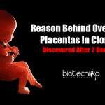 Causes for oversized placentas in cloning
