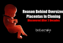 Mystery Behind Oversized Placentas In Cloning Discovered After 20 Years Causes for oversized placentas in cloning