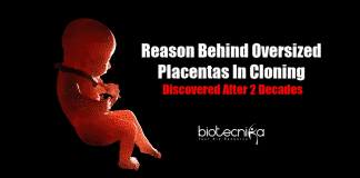 Causes for oversized placentas in cloning