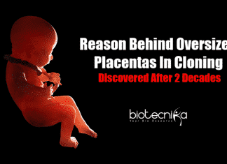 Mystery Behind Oversized Placentas In Cloning Discovered After 20 Years Causes for oversized placentas in cloning