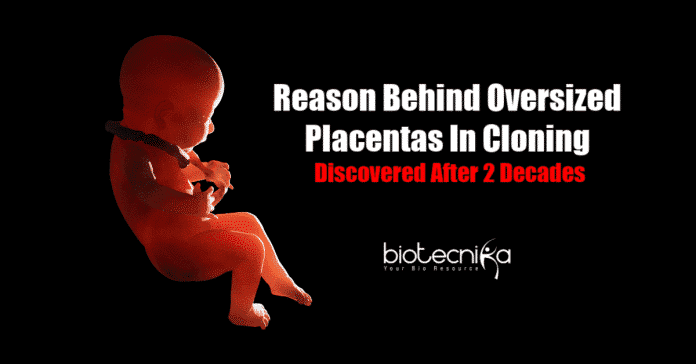 Causes for oversized placentas in cloning