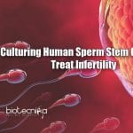 Culturing Sperm stem cells