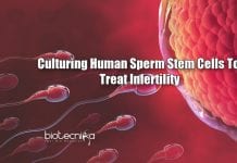 Human Sperm Stem Cells Can Now Be Grown In Lab To Treat Infertility Culturing Sperm stem cells