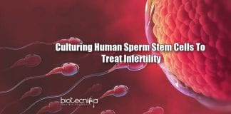 Culturing Sperm stem cells