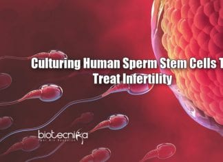Culturing Sperm stem cells