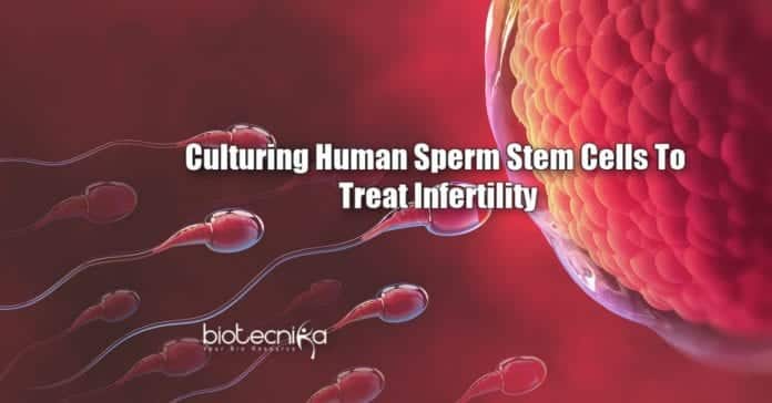 Culturing Sperm stem cells