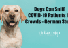 Dogs can sniff COVID-19 patients