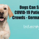Dogs can sniff COVID-19 patients