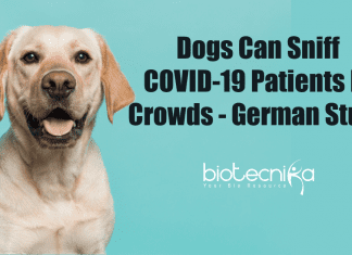Dogs can sniff COVID-19 patients