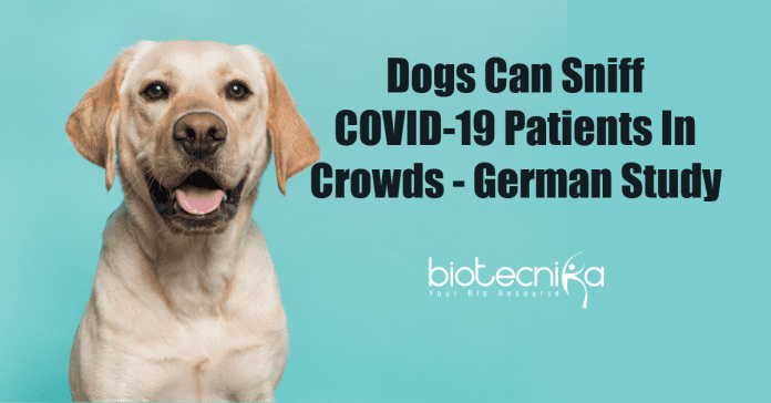 Dogs can sniff COVID-19 patients