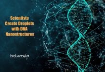 Tokyo Tech Researchers Create Droplets Of Designed DNA Nanostructures Droplets With Designed DNA Nanostructures