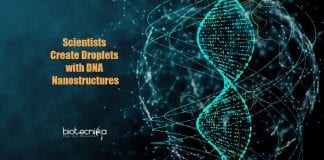 Droplets With Designed DNA Nanostructures 