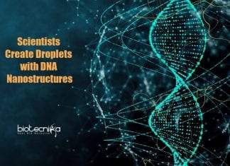 Tokyo Tech Researchers Create Droplets Of Designed DNA Nanostructures Droplets With Designed DNA Nanostructures