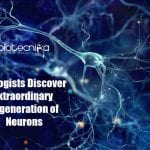 Extraordinary Regeneration of Neurons Discovered By Bayreuth University Biologists Extraordinary Regeneration of Neurons