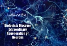 Extraordinary Regeneration of Neurons Discovered By Bayreuth University Biologists Extraordinary Regeneration of Neurons