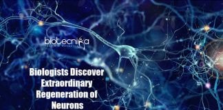 Extraordinary Regeneration of Neurons