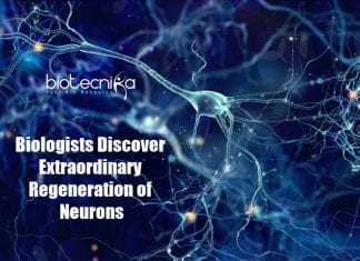 Extraordinary Regeneration of Neurons Discovered By Bayreuth University Biologists Extraordinary Regeneration of Neurons