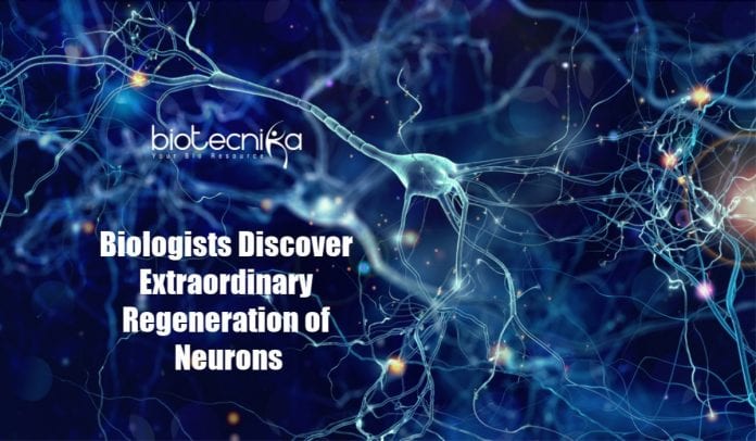 Extraordinary Regeneration of Neurons