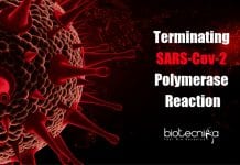 Terminating SARS-Cov-2 Polymerase Reaction – New Molecules Discovered Molecules Shut Down SARS-Cov-2