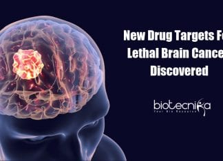 New Drug Targets for Glioblastoma