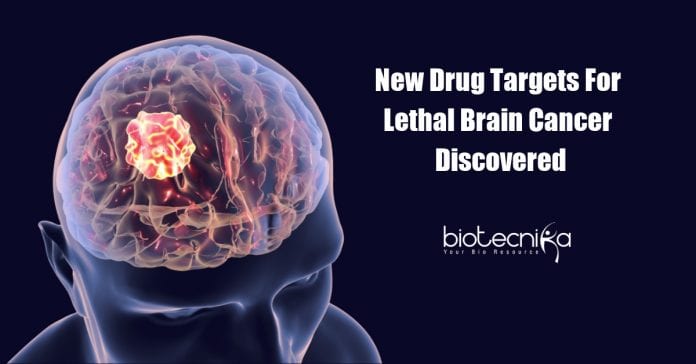 New Drug Targets for Glioblastoma