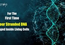 For The First Time Ever Scientists Image Four Stranded DNA Inside Living Cells imaging quadruple helix DNA