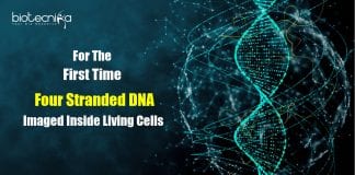 imaging quadruple helix DNA