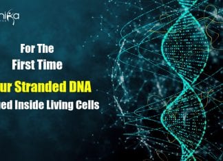 For The First Time Ever Scientists Image Four Stranded DNA Inside Living Cells imaging quadruple helix DNA