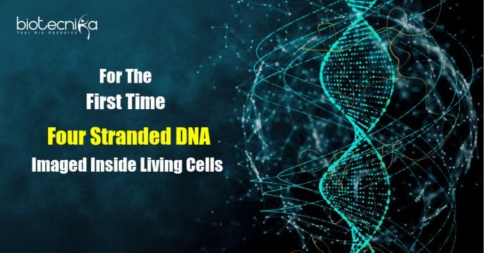 imaging quadruple helix DNA