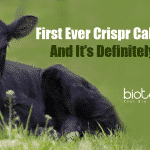 First Ever Crispr Calf Is Born