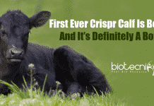 First Ever CRISPR Edited Calf Born After Many Failed Attempts First Ever Crispr Calf Is Born